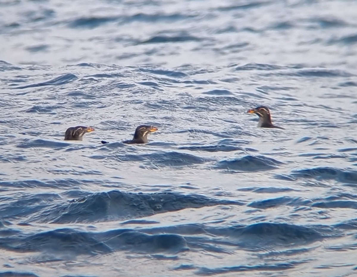 Rhinoceros Auklet - ML647010164