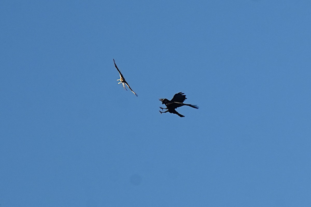 Cooper's Hawk - ML647010192