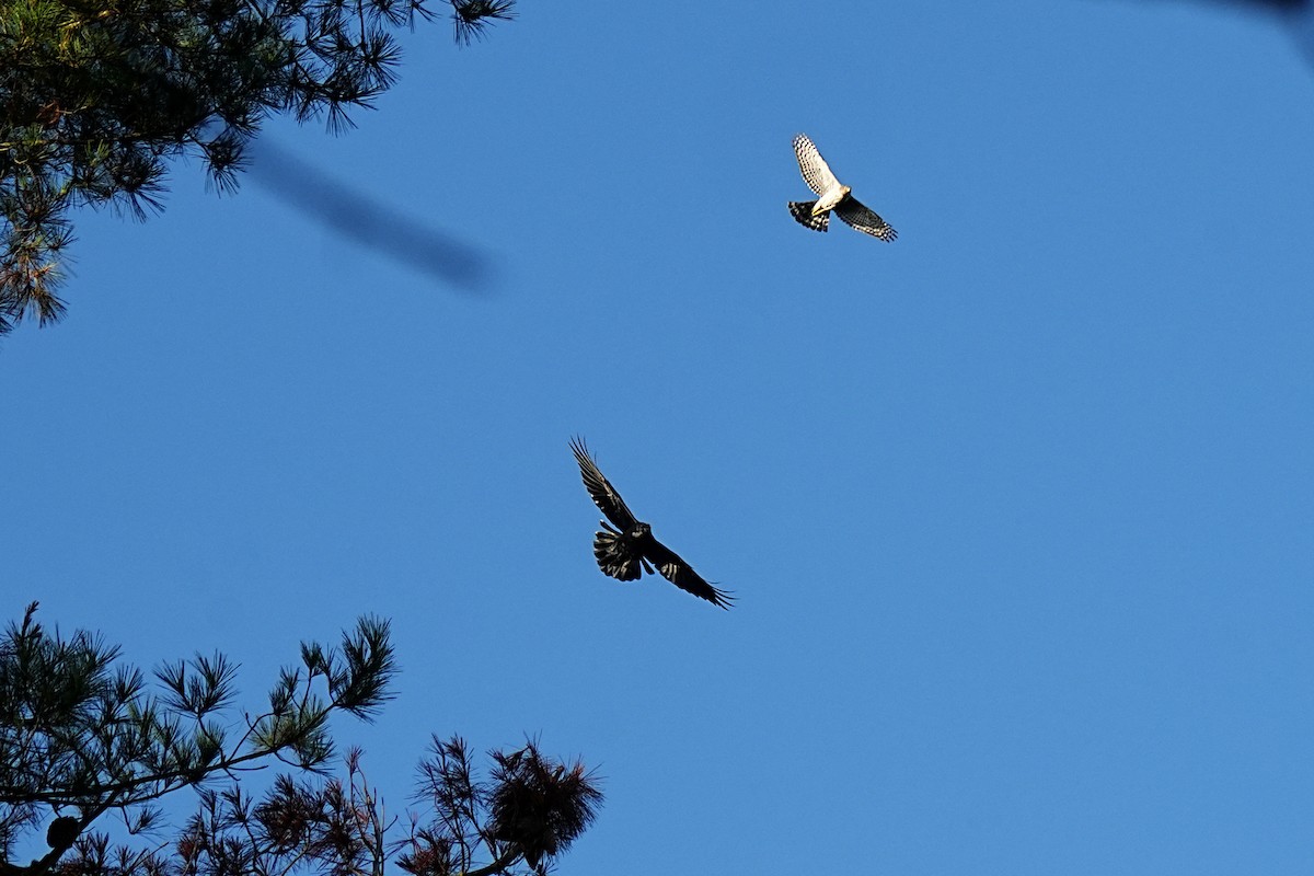 Cooper's Hawk - ML647010194