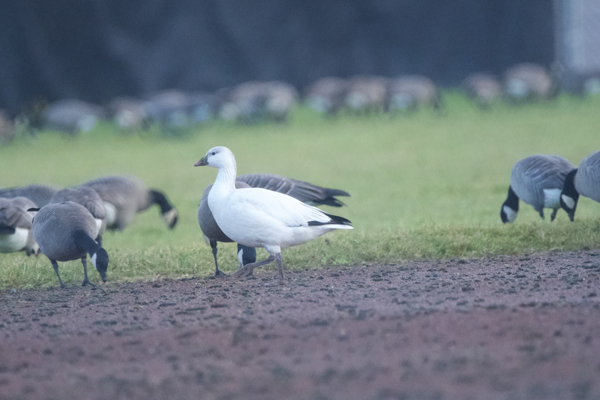Ross's Goose - ML647010195