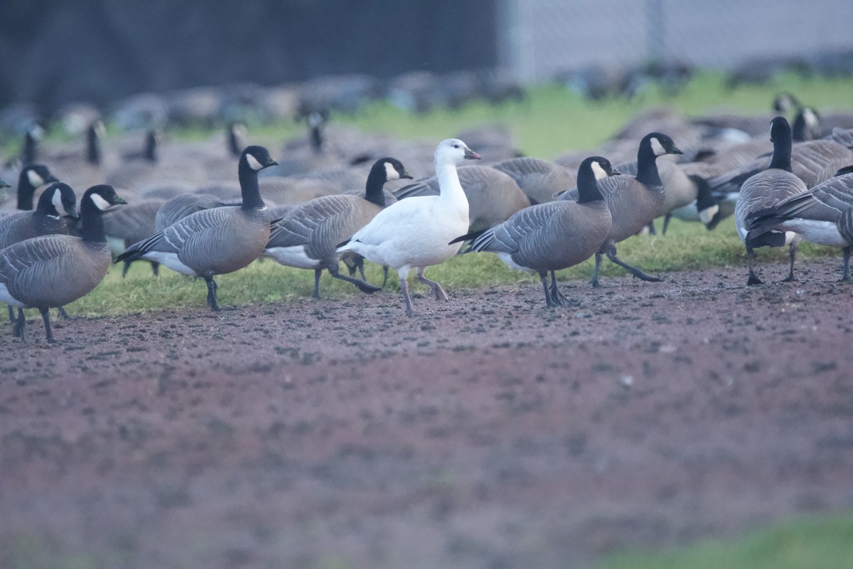 Ross's Goose - ML647010196