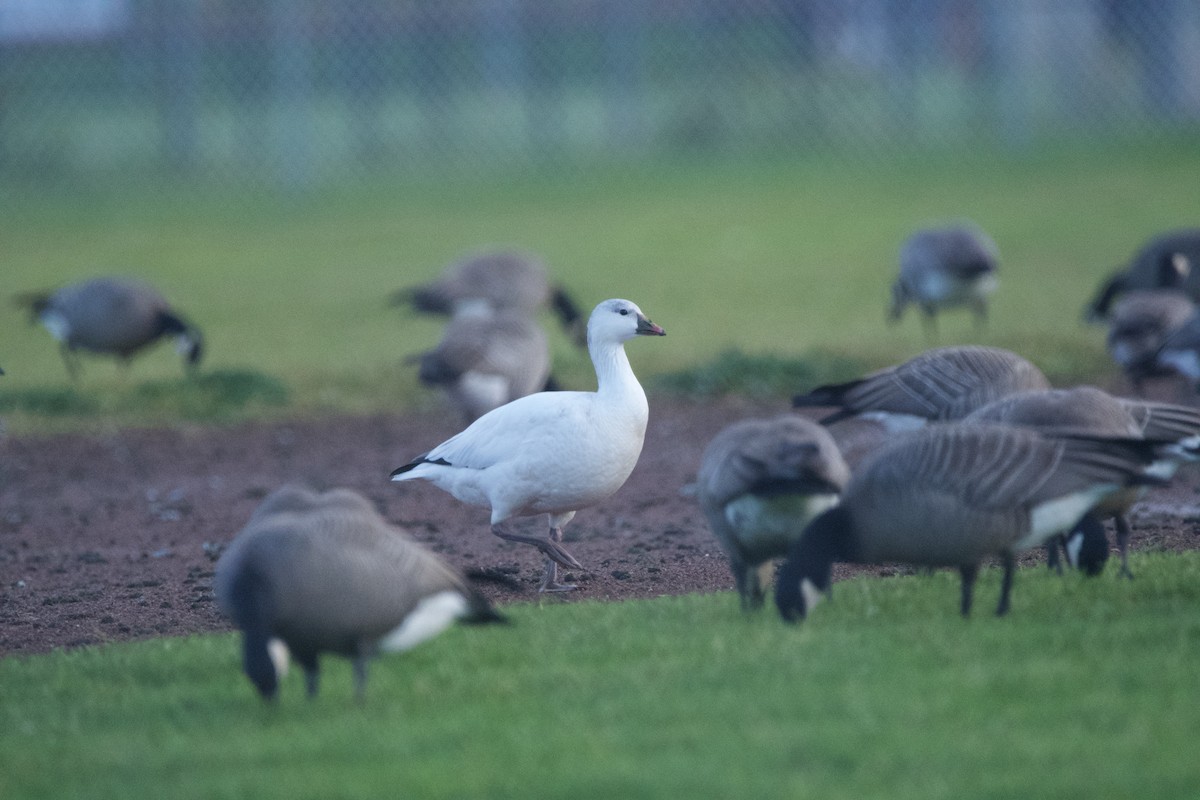Ross's Goose - ML647010197