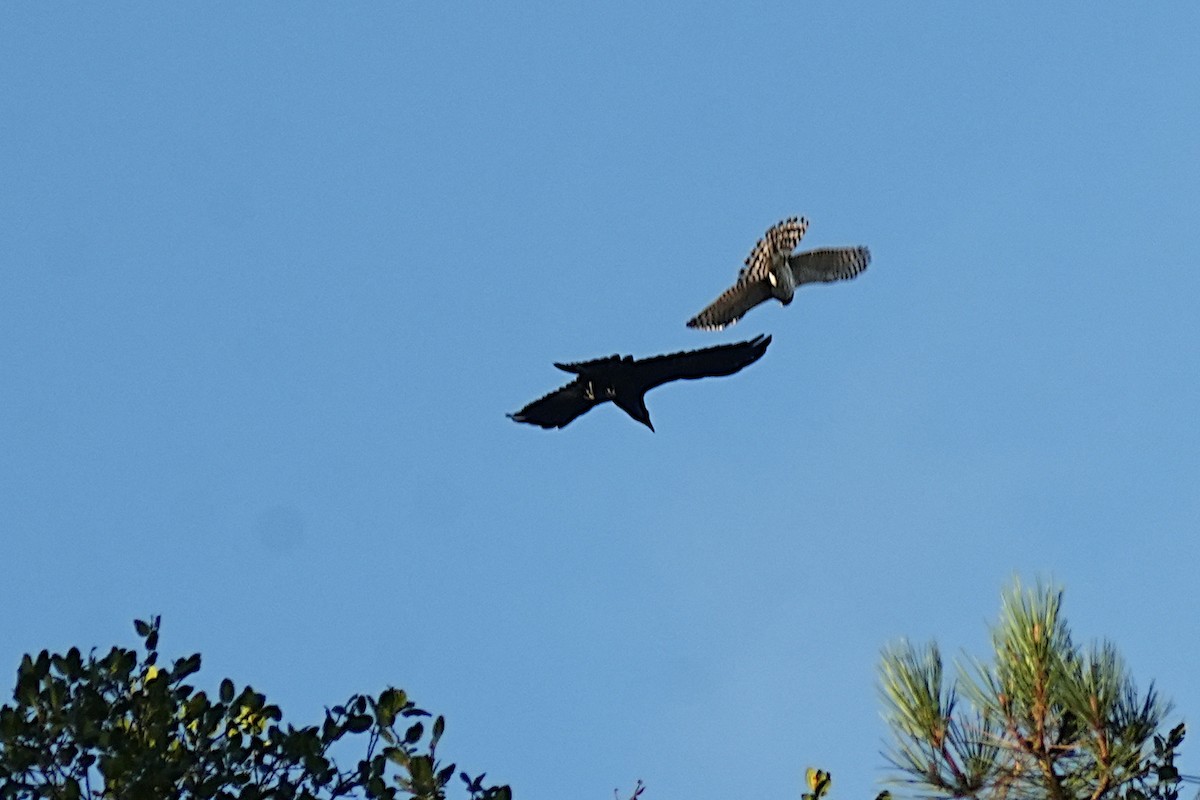 Cooper's Hawk - ML647010203
