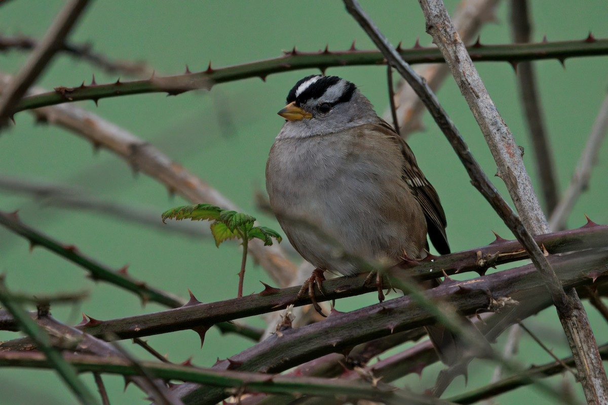 Dachsammer - ML647010206