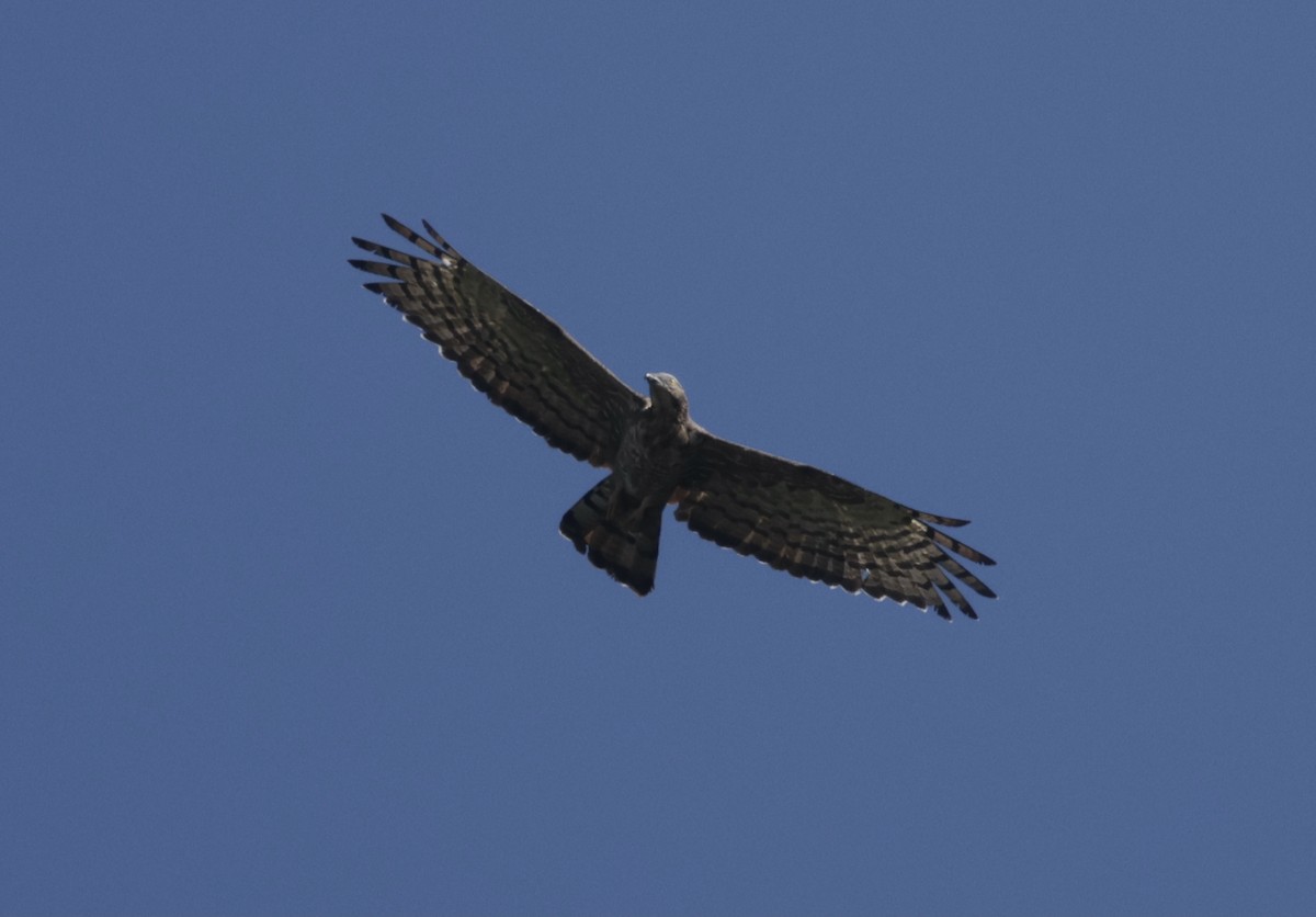 Oriental Honey-buzzard - ML647010211