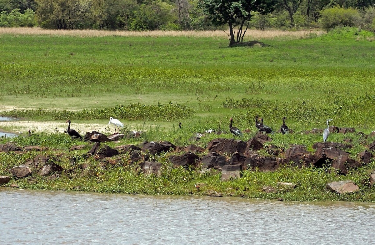 Black-headed Heron - ML647010216