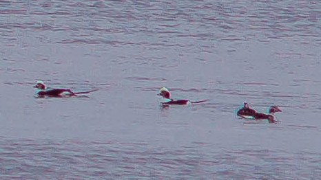 Izotz-ahatea - ML647010218