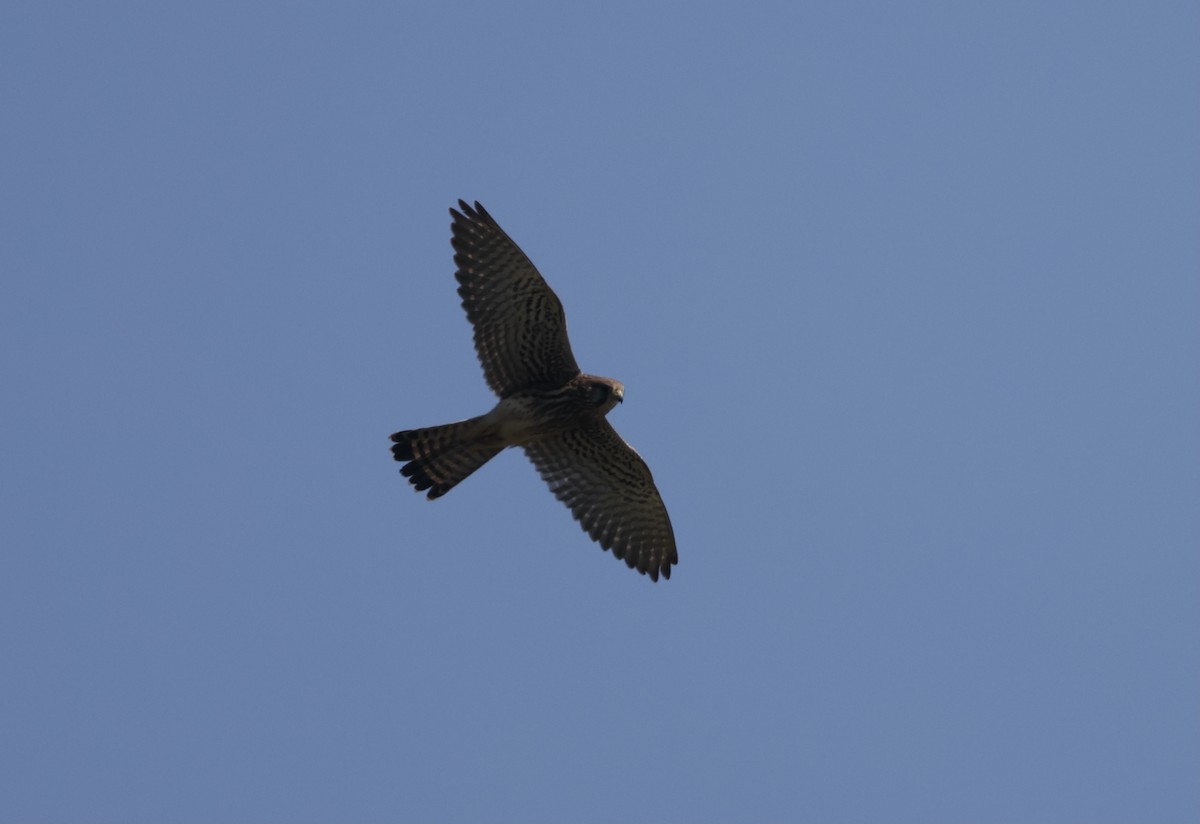 Eurasian Kestrel - ML647010219