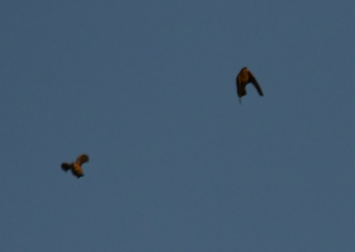 Mongolian Short-toed Lark - ML647010221