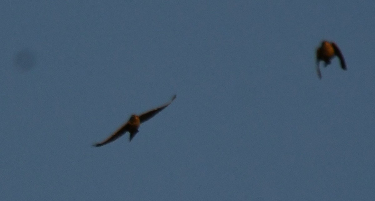 Mongolian Short-toed Lark - ML647010224