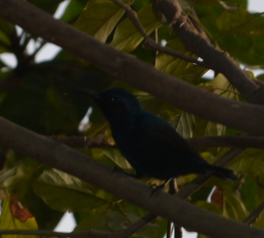 Purple Sunbird - ML647010225