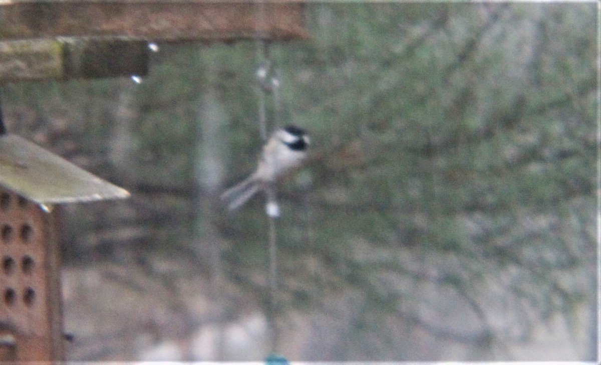 Carolina Chickadee - ML647010253