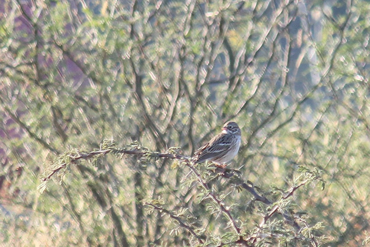 Vesper Sparrow - ML647010262