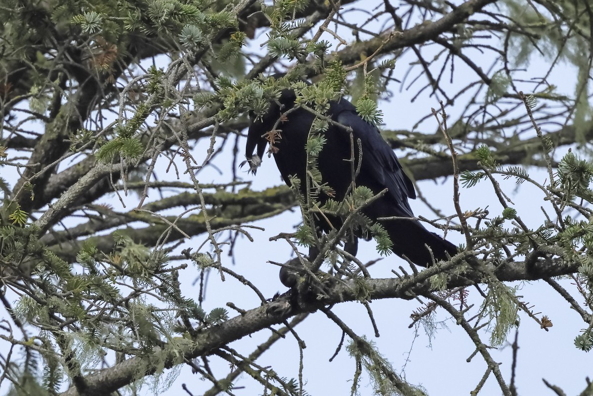 Corvo imperiale - ML647010265