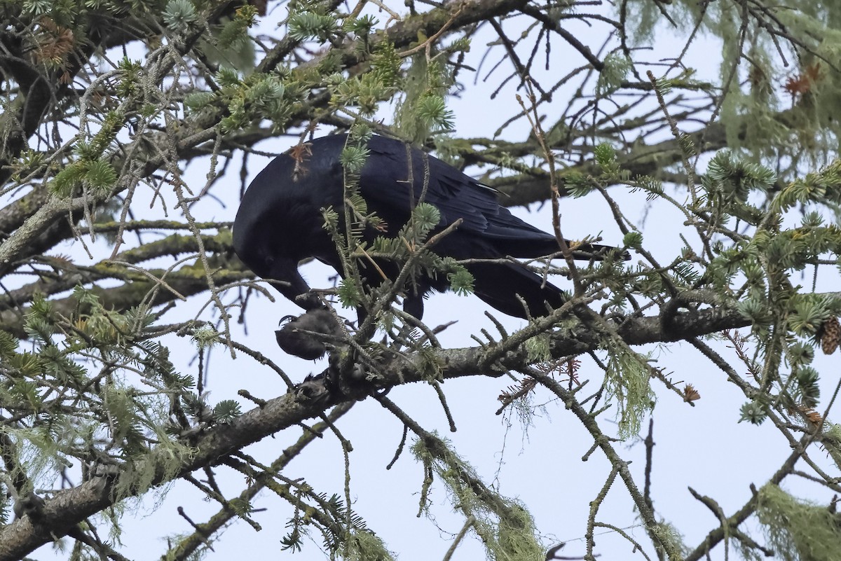 Corvo imperiale - ML647010266