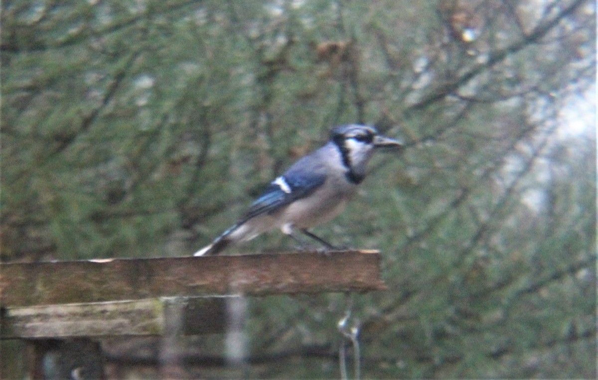 Blue Jay - ML647010267