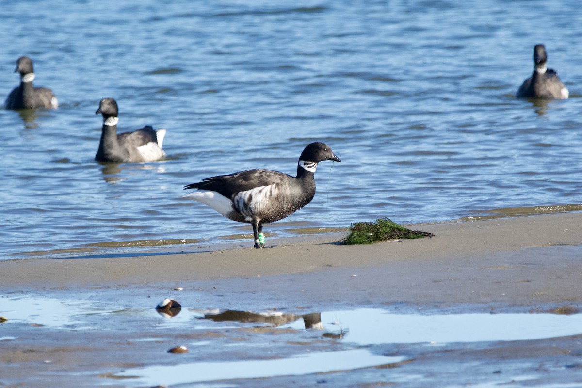 Brant (Black) - ML647010274