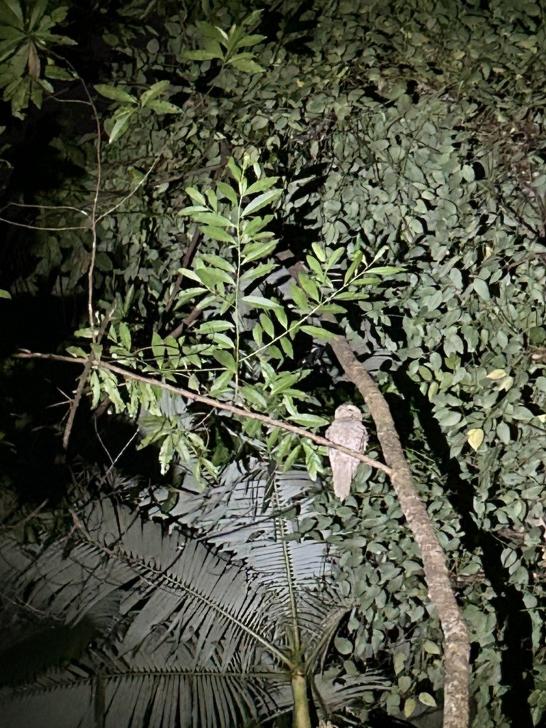 kjempefroskemunn - ML647010277