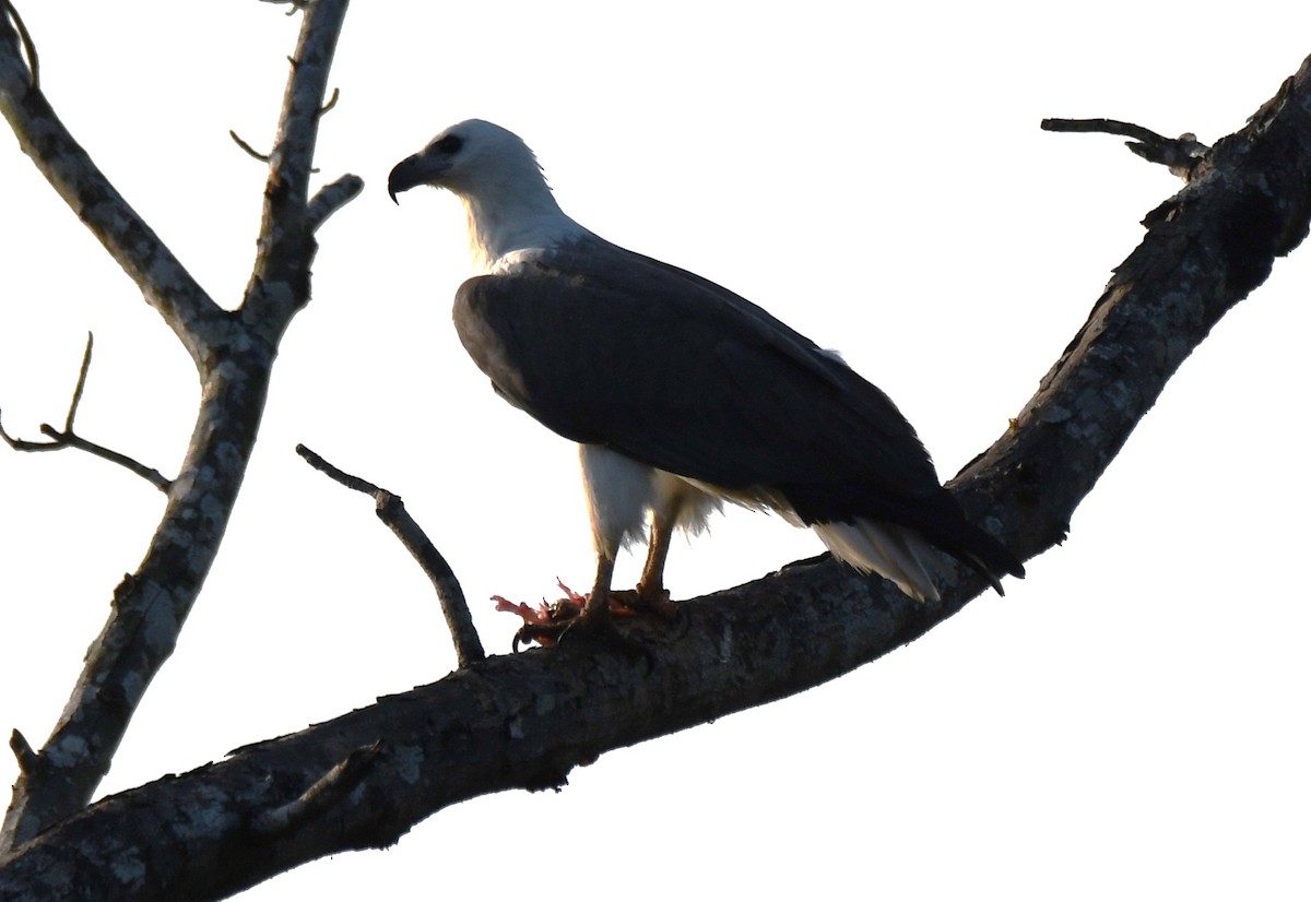 hvitbukhavørn - ML647010278