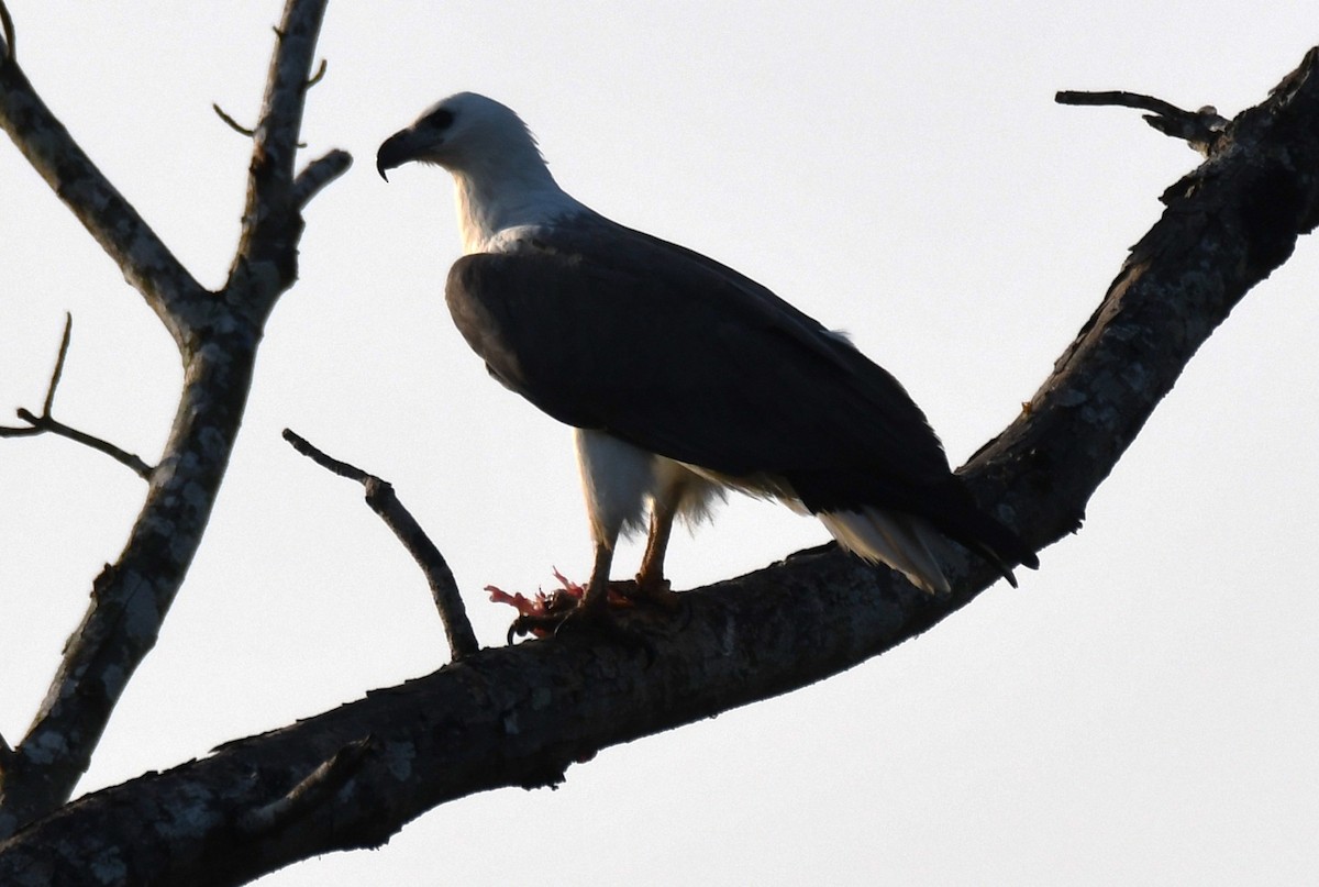 hvitbukhavørn - ML647010283