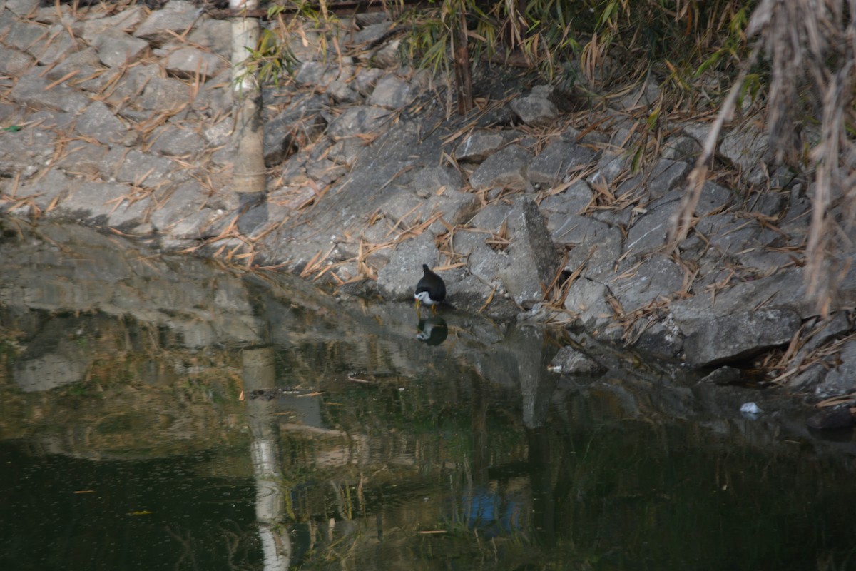 白腹秧雞 - ML647010284