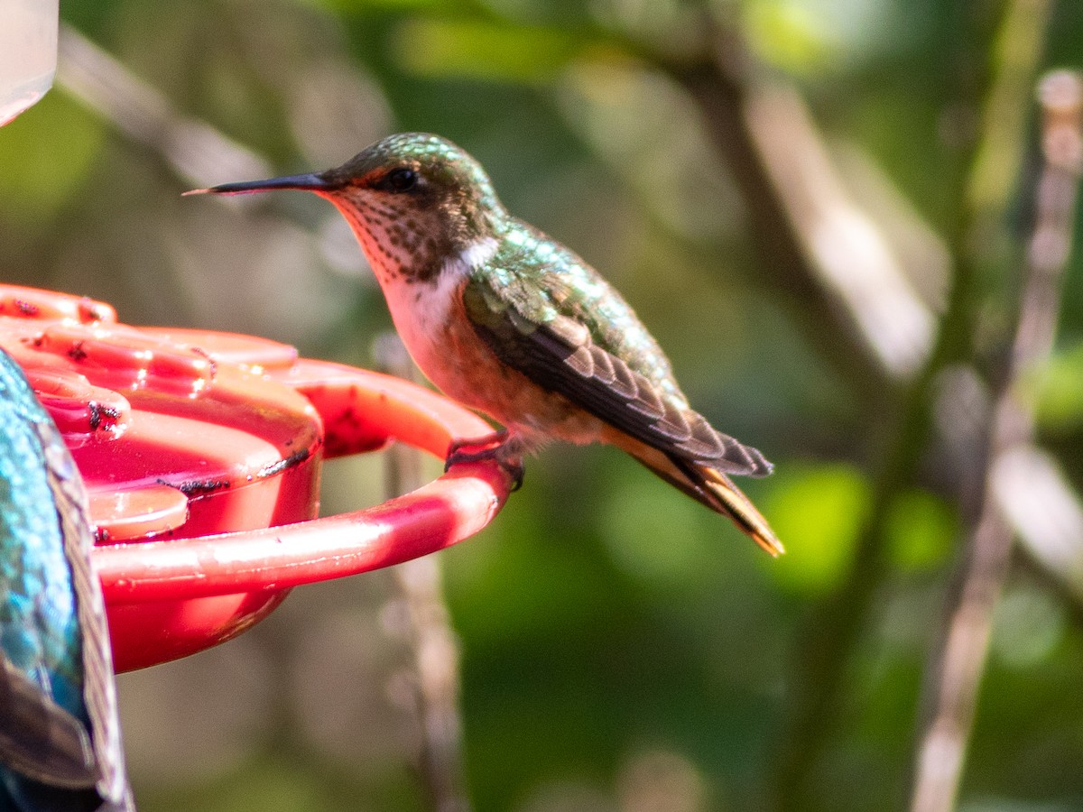 Scintillant Hummingbird - ML647010285