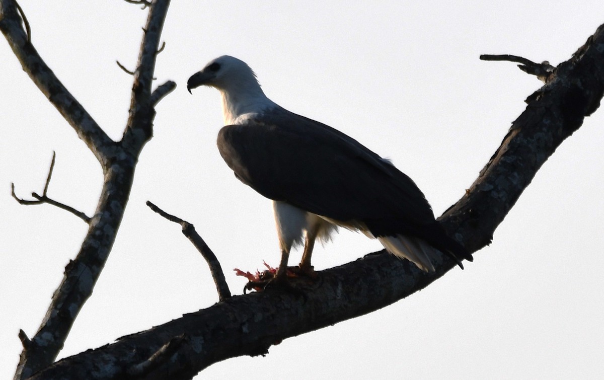 hvitbukhavørn - ML647010286