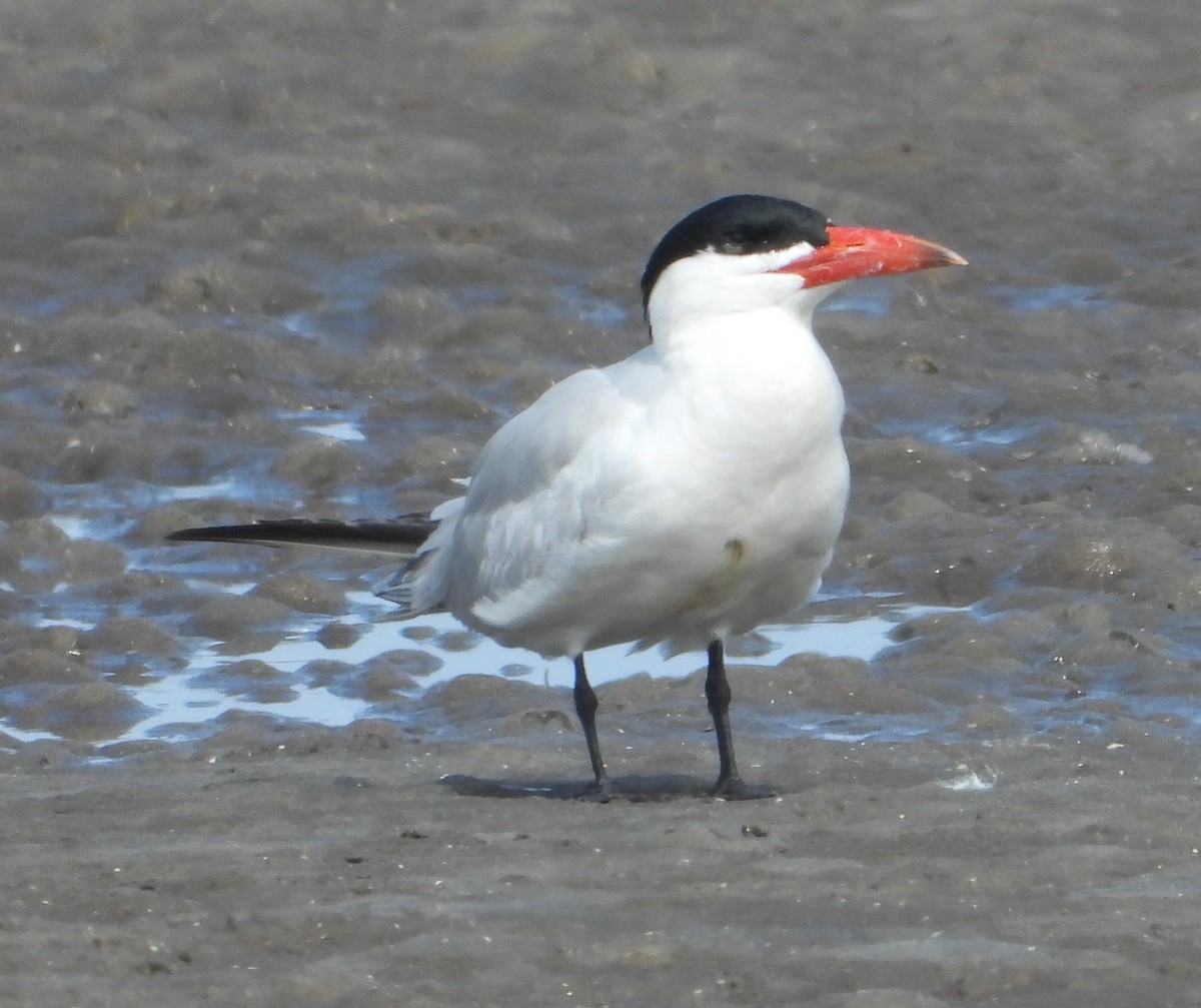 裏海燕鷗 - ML647010288