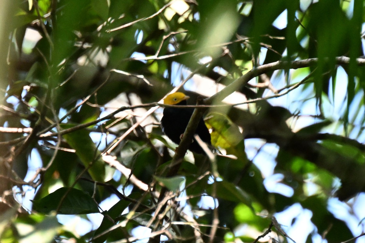 Golden-headed Manakin - ML647010289