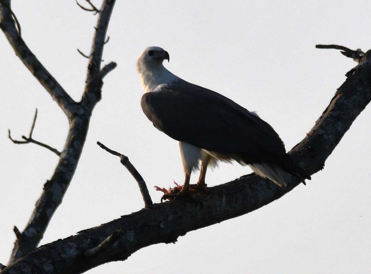 hvitbukhavørn - ML647010290