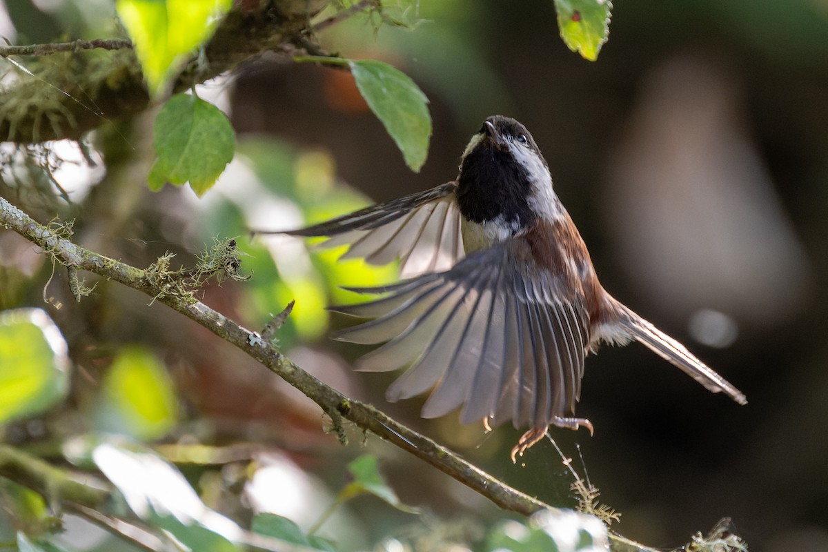 Chestnut-backed Chickadee - ML647010291