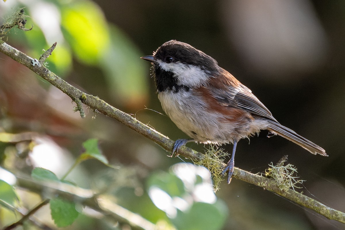 Chestnut-backed Chickadee - ML647010292