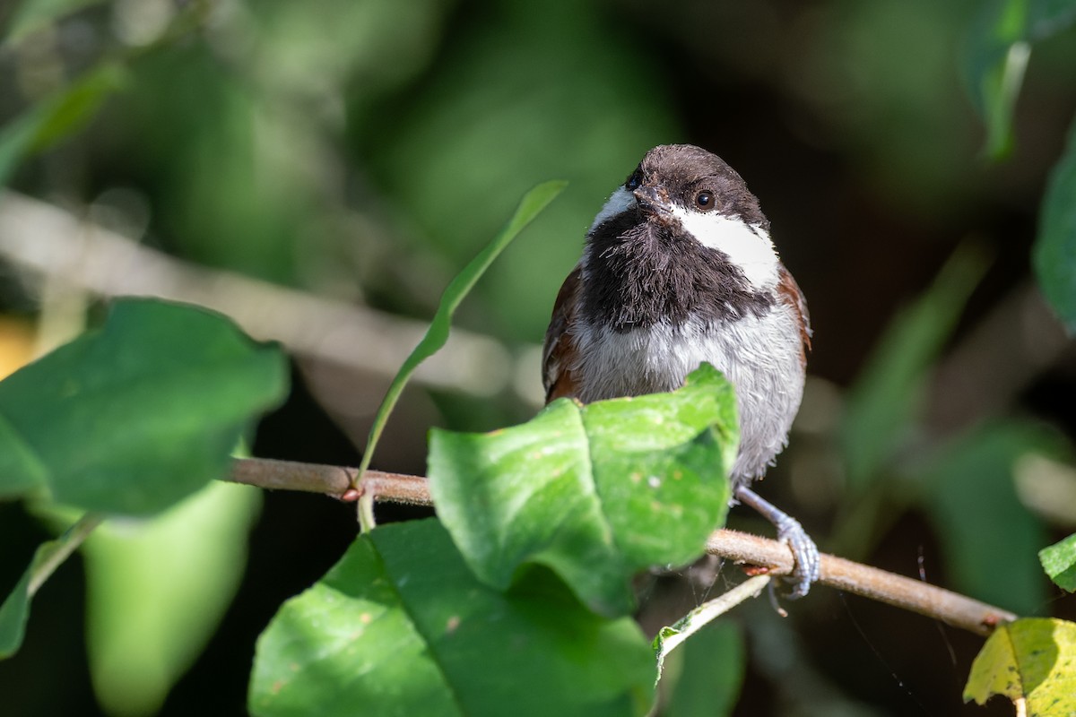 Chestnut-backed Chickadee - ML647010293