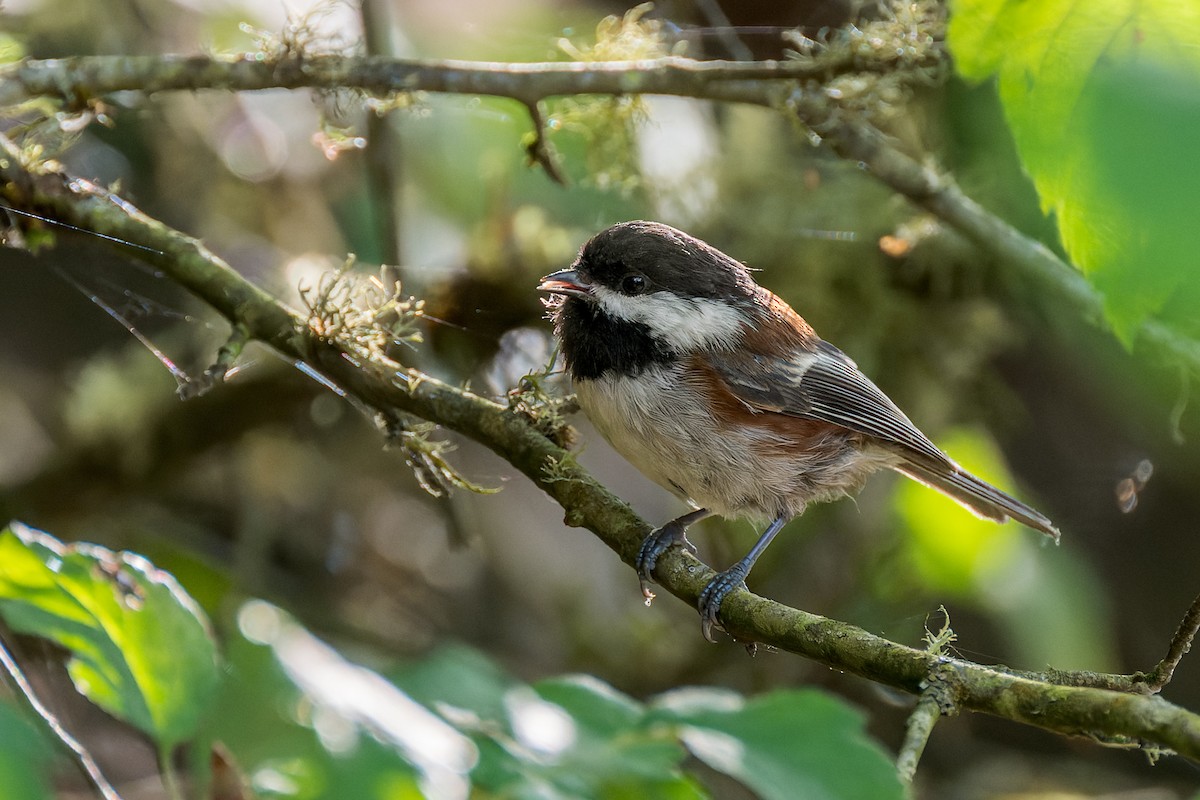 Chestnut-backed Chickadee - ML647010294
