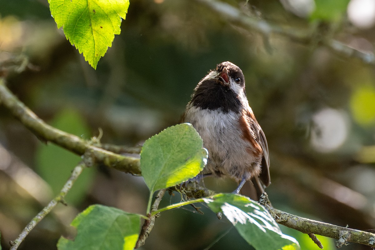 Chestnut-backed Chickadee - ML647010295