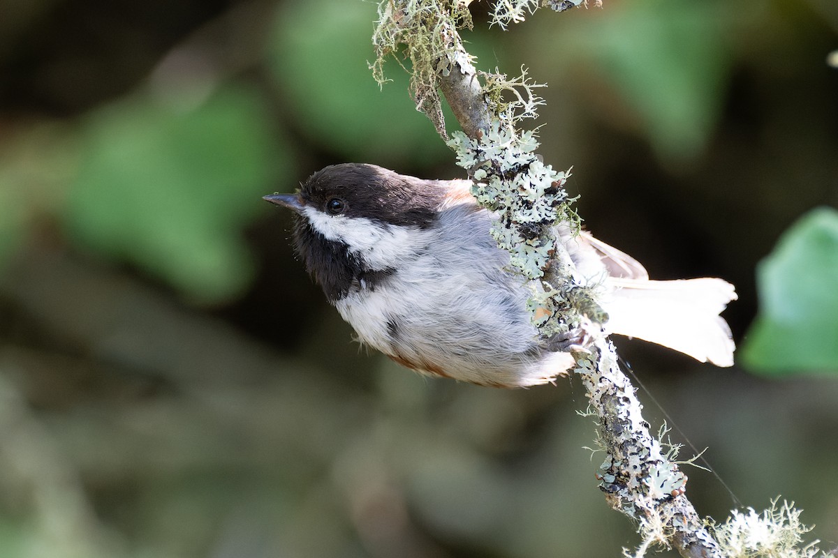 Chestnut-backed Chickadee - ML647010296