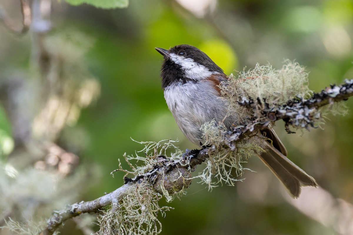 Chestnut-backed Chickadee - ML647010297