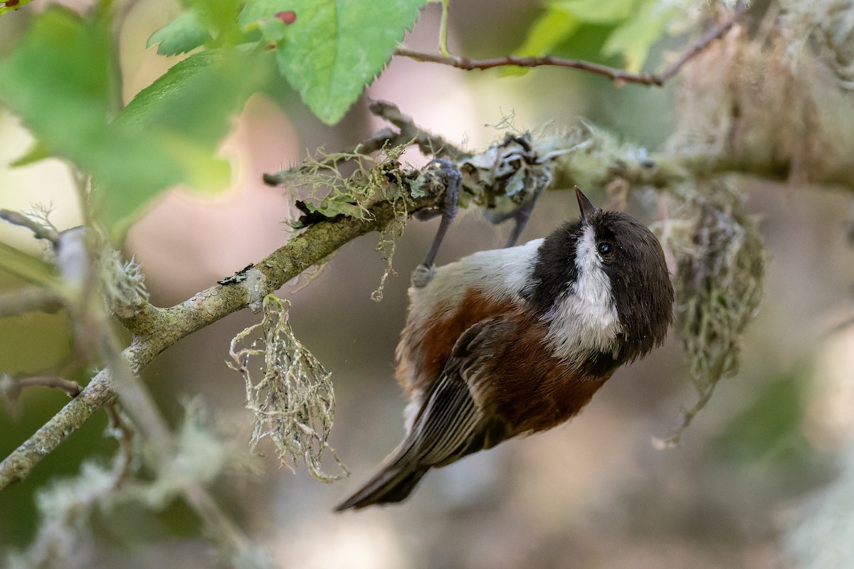 Chestnut-backed Chickadee - ML647010298