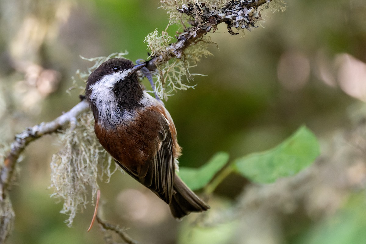 Chestnut-backed Chickadee - ML647010299