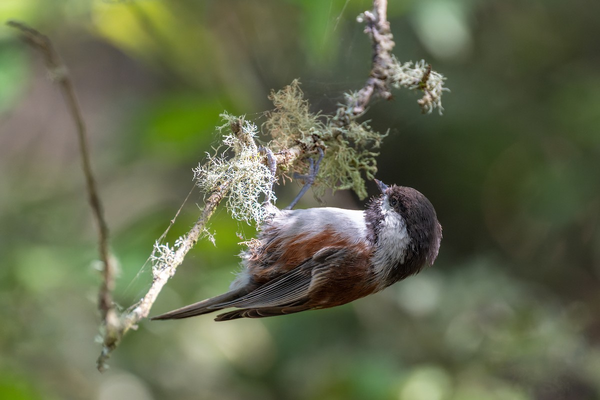 Chestnut-backed Chickadee - ML647010300