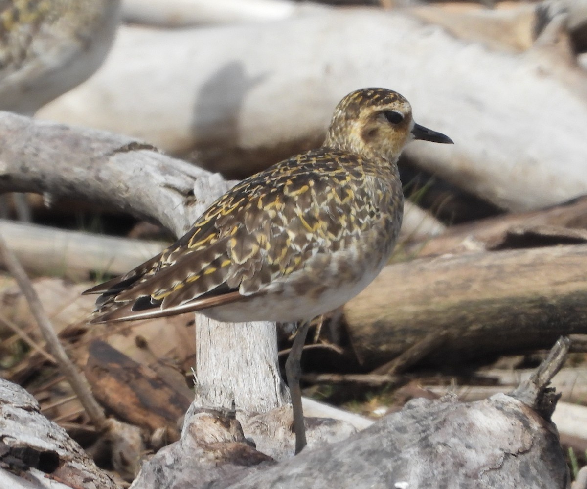 太平洋金斑鴴 - ML647010301