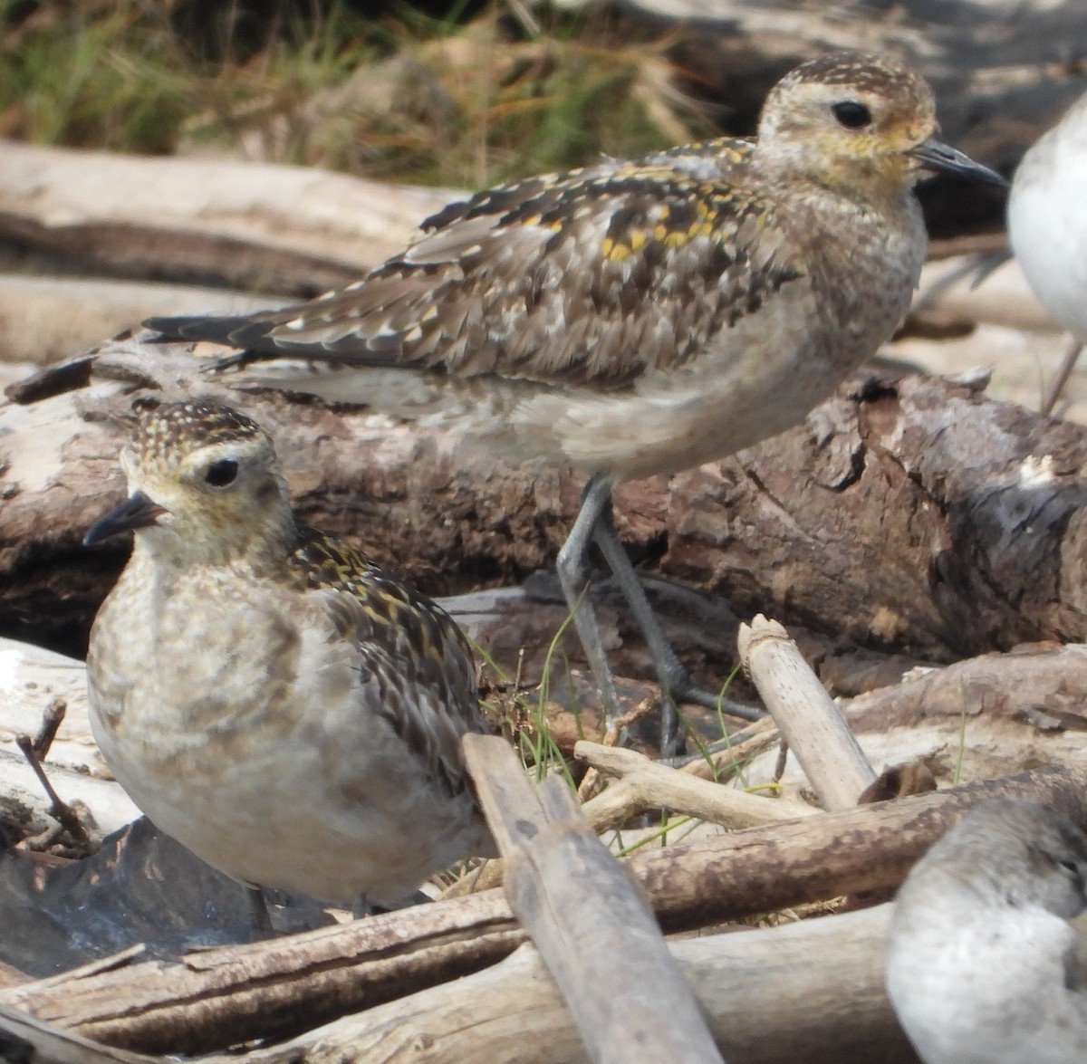 太平洋金斑鴴 - ML647010302