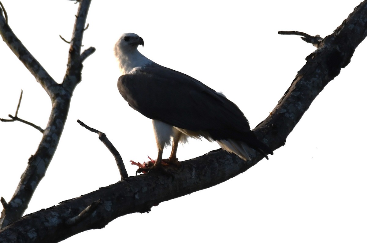 hvitbukhavørn - ML647010303