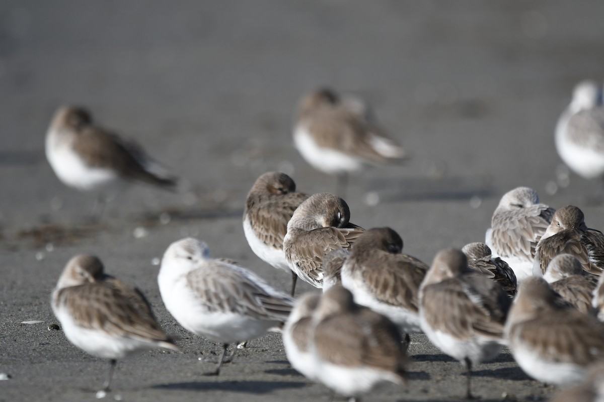 黑腹濱鷸 - ML647010304