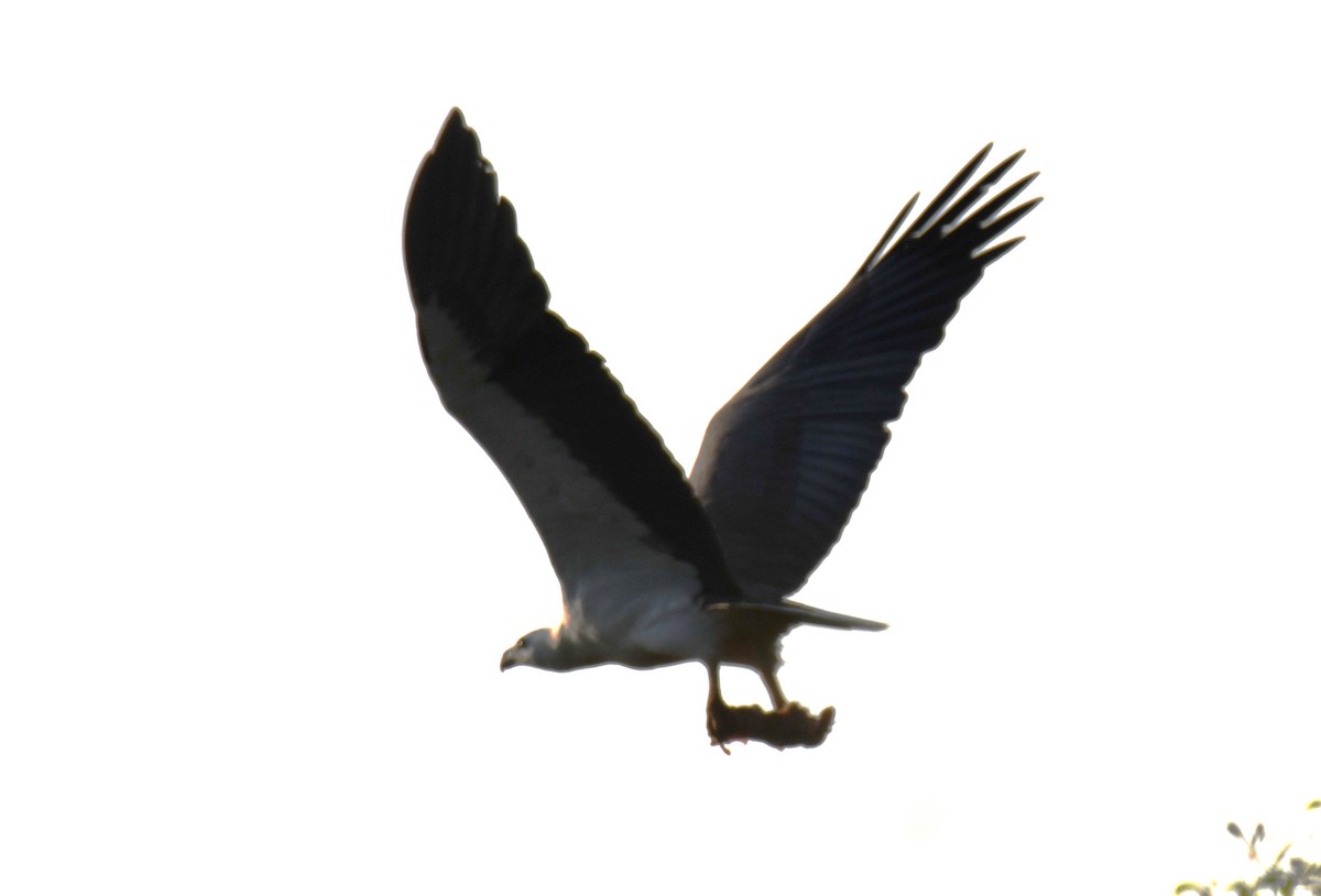 hvitbukhavørn - ML647010305