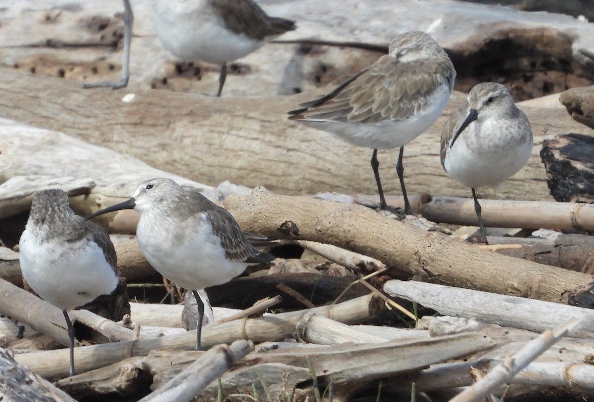 彎嘴濱鷸 - ML647010306
