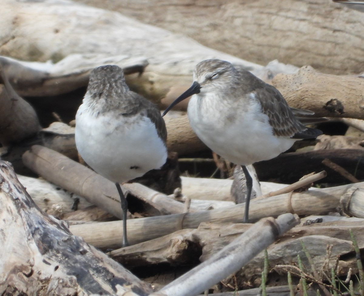 彎嘴濱鷸 - ML647010307