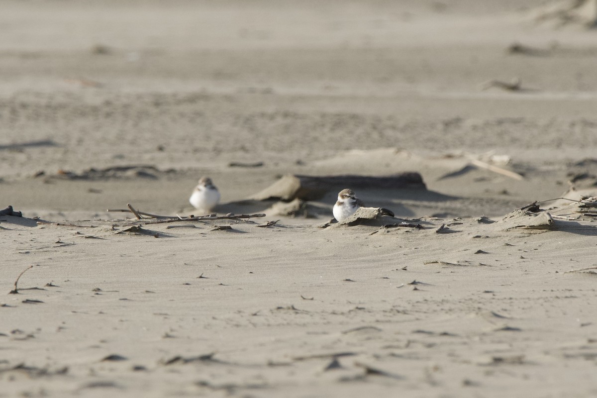Snowy Plover - ML647010308