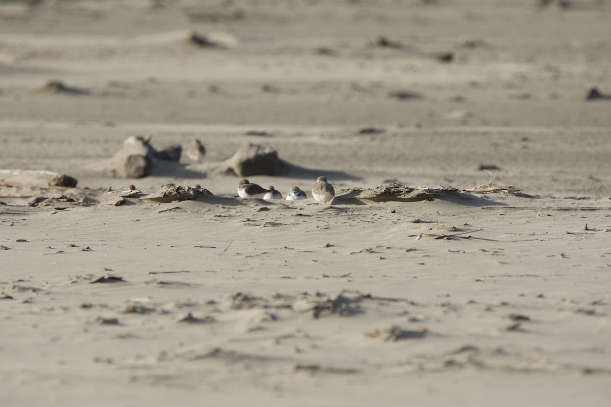 Snowy Plover - ML647010309