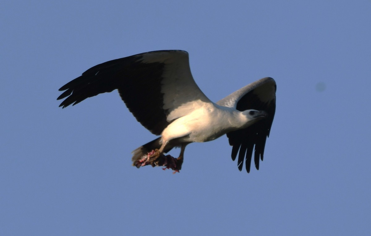 hvitbukhavørn - ML647010310